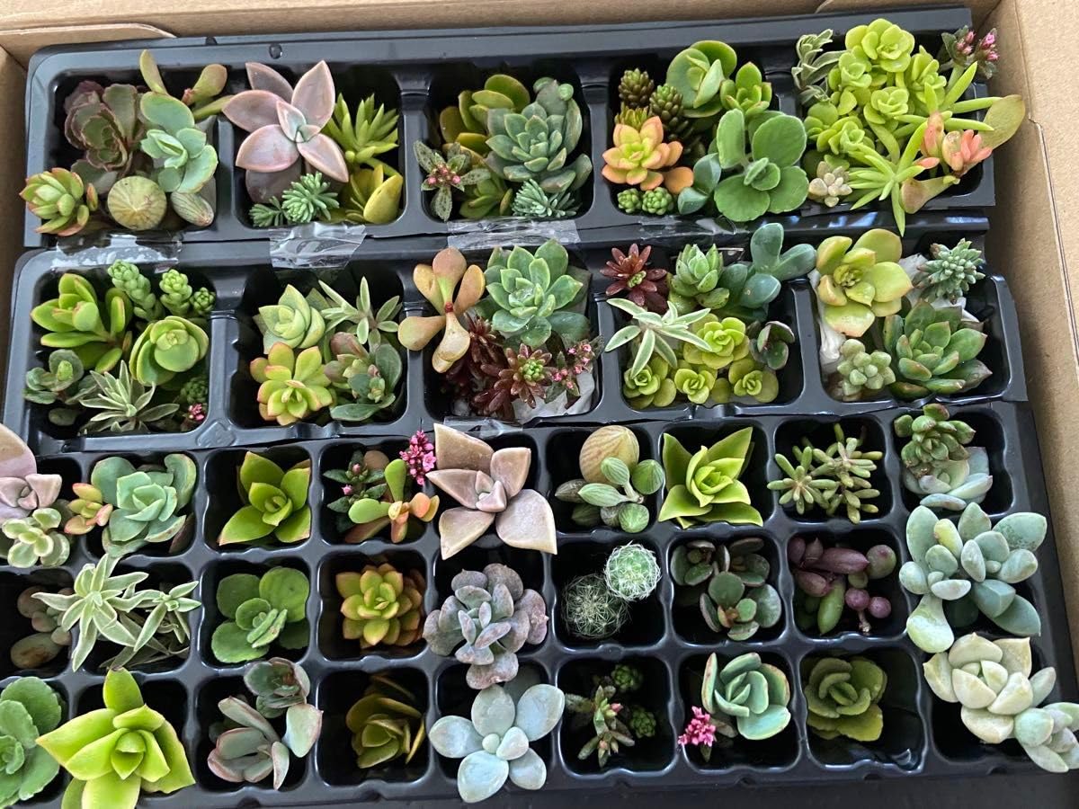 ❤️専用❤️多肉植物の寄せ植え❤️ 葛西市場よりお届け『多肉植物の寄せ植えキット』(大小2つの制作